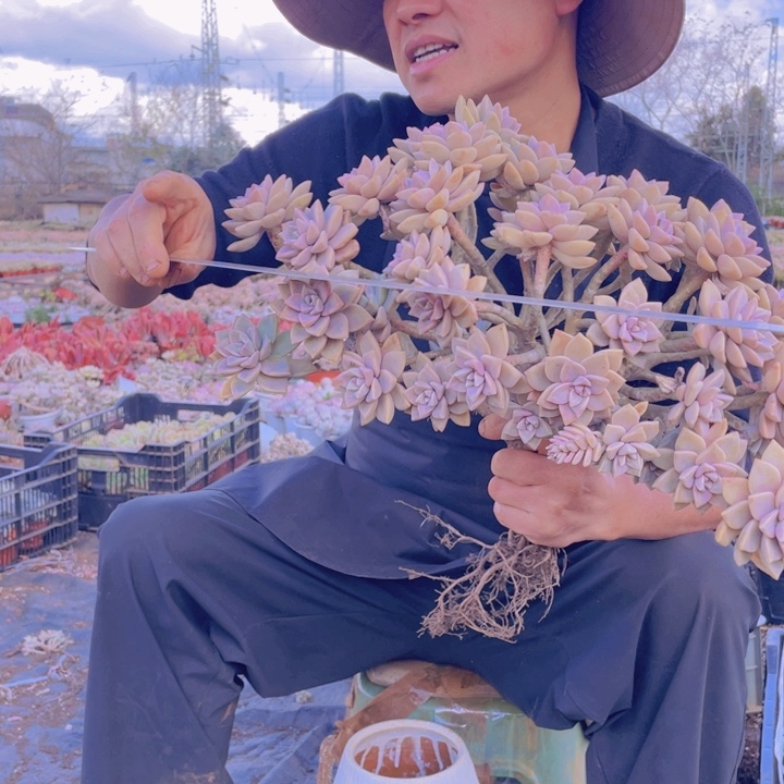 179淡雪缀化一物一拍