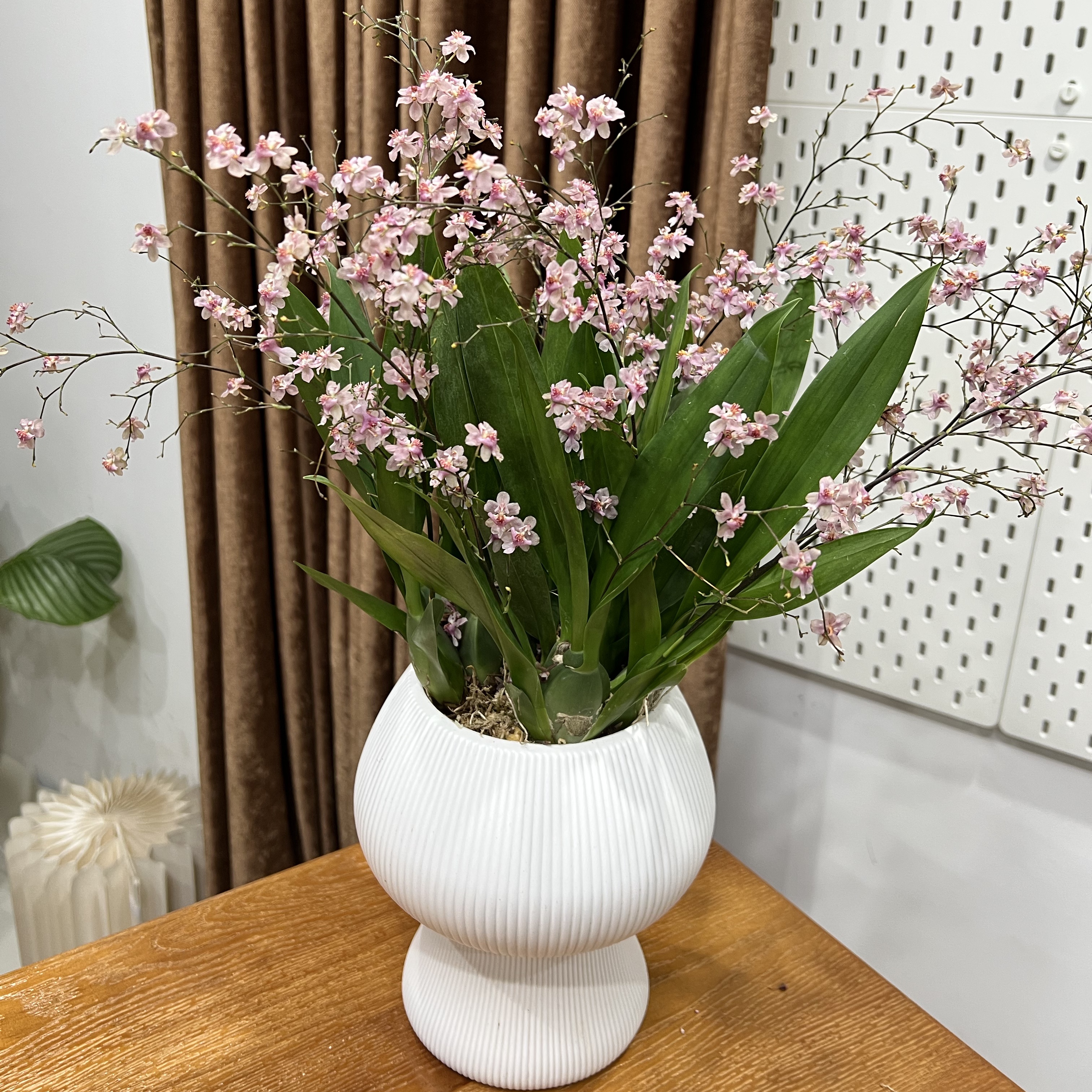【12-16支花剑】粉色梦香兰好养室内桌面盆栽家庭绿植香兰花