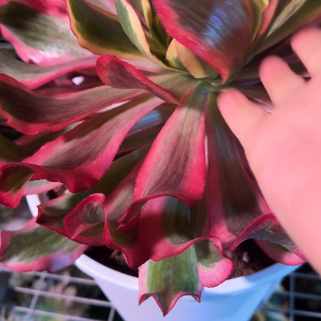 多肉植物魅影1449