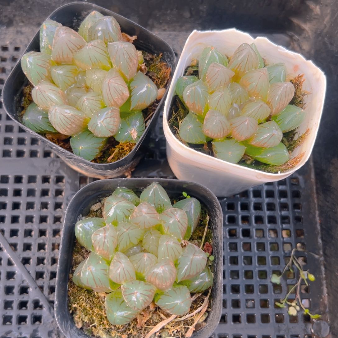 粉爪爪玉露多肉多肉一颗