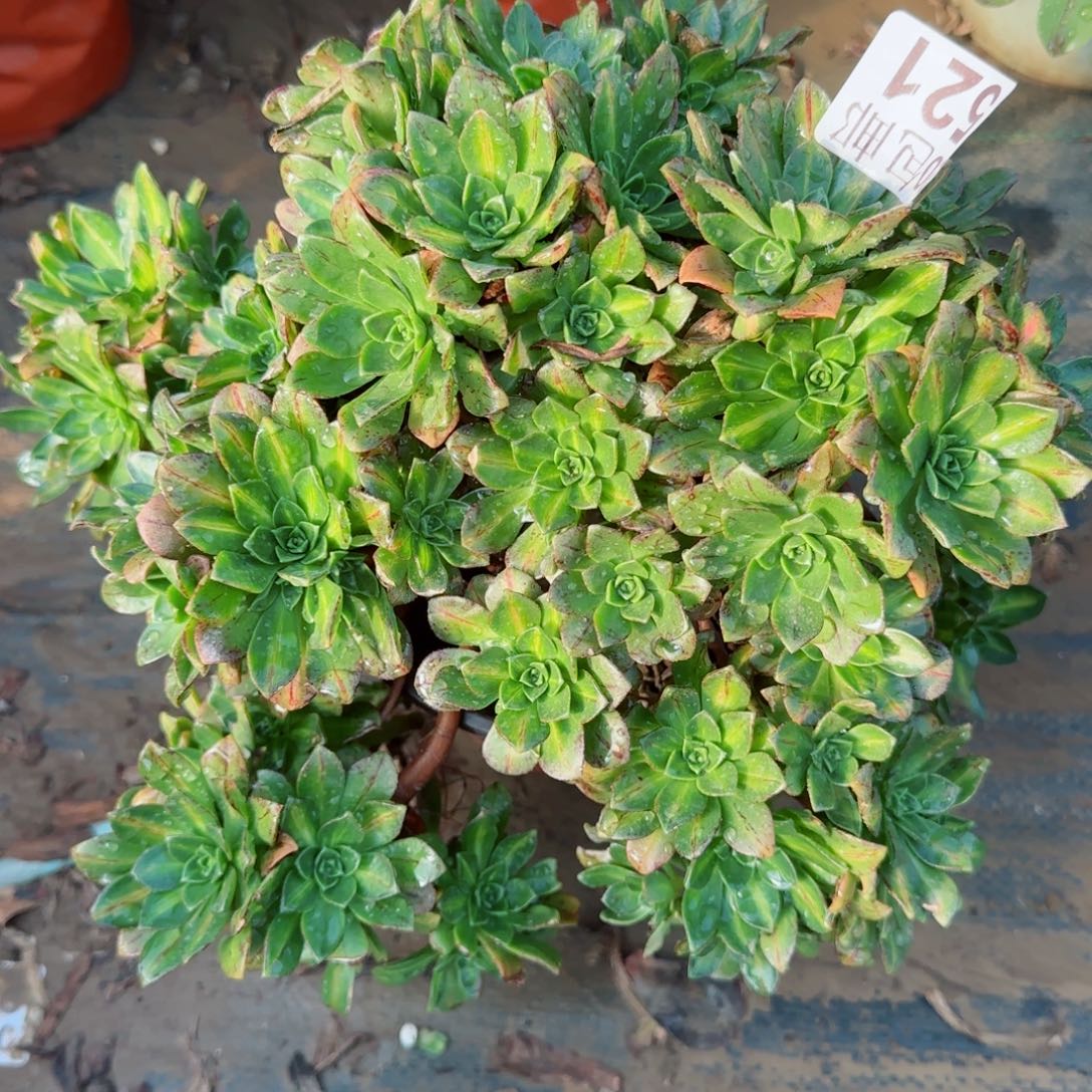 花茶521满20包邮断枝不包