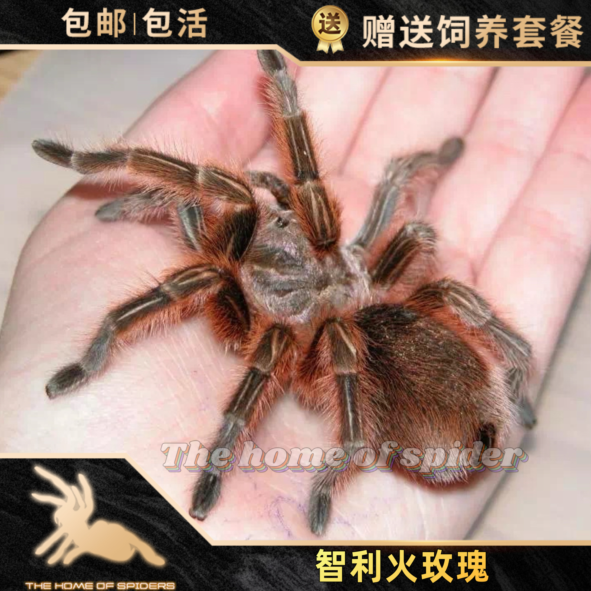 新手入门好养智利火玫瑰5-6厘米母温顺蜘蛛网红宠物学生饲养玩