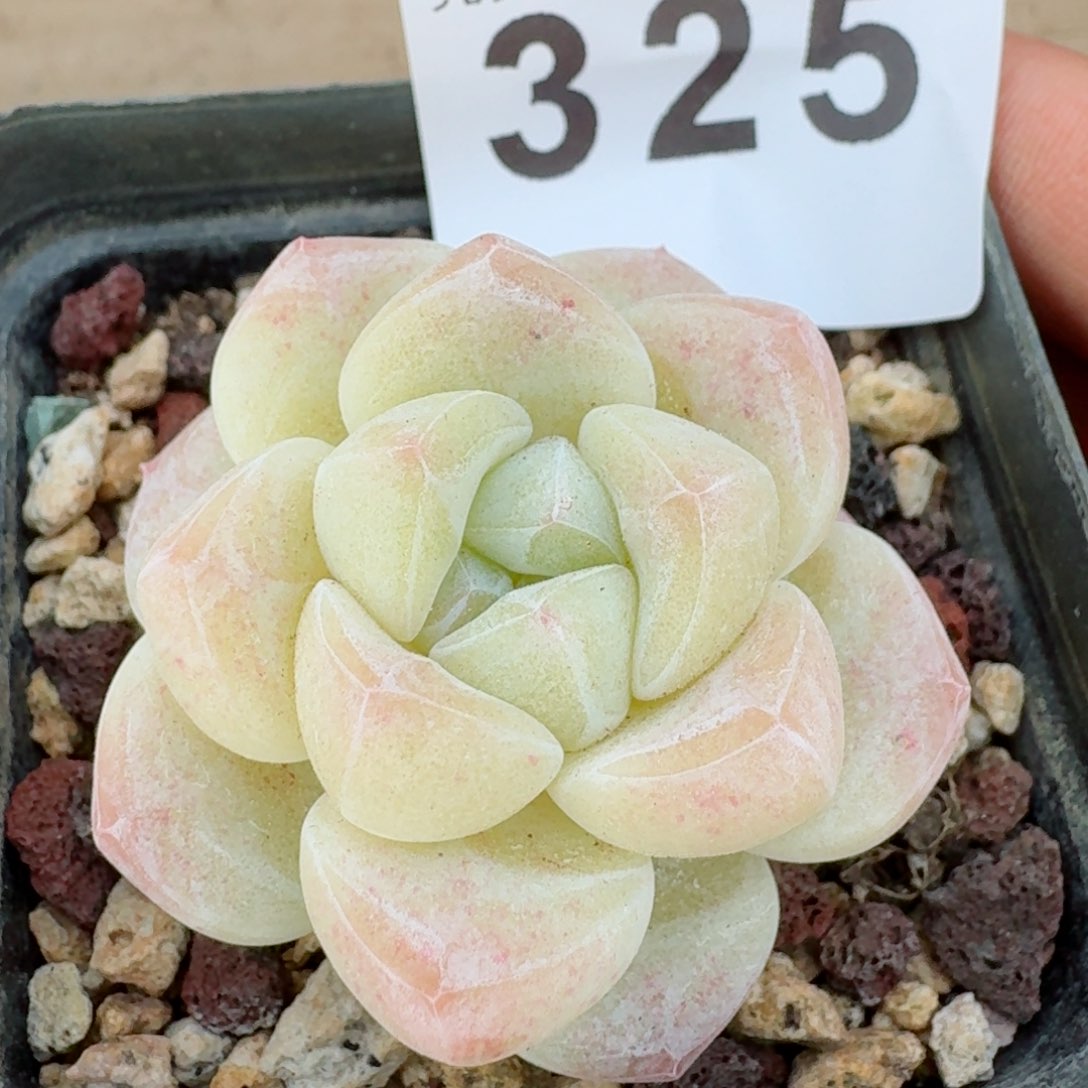 白冰玉         多肉植物