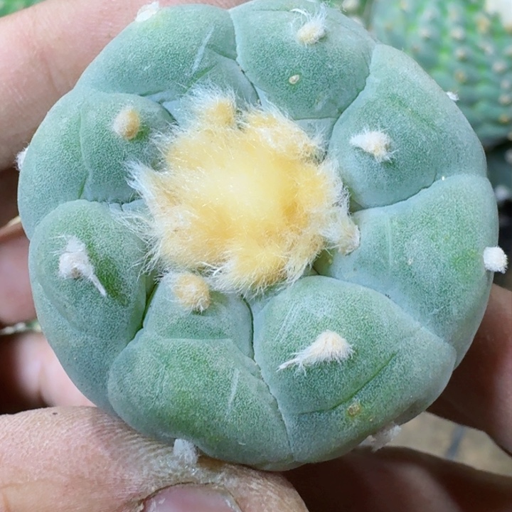 福利实生白肌122