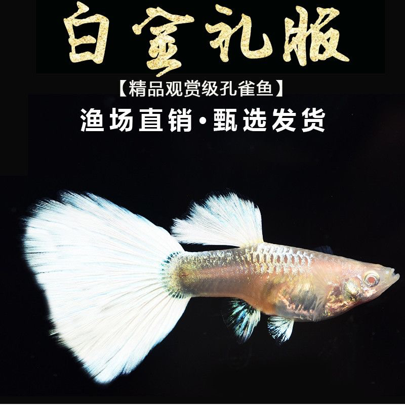 精品孔雀鱼小型观赏鱼好养耐活热带淡水活鱼白金礼服