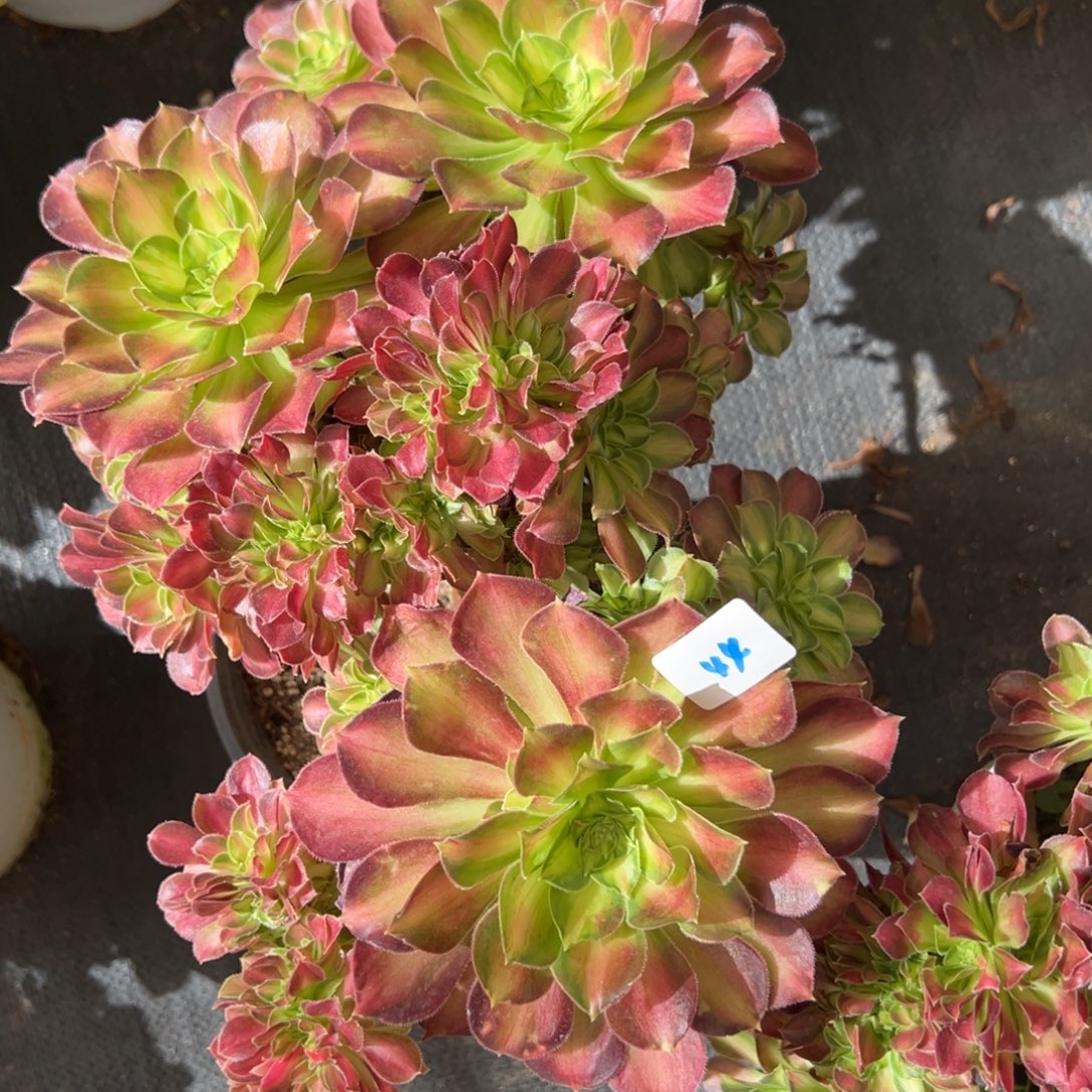 44韶花缀多肉有瑕疵