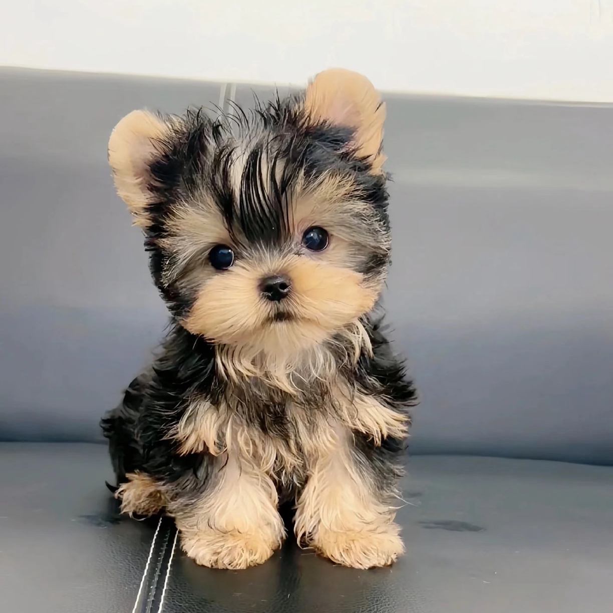 约克夏幼犬小型犬好养听话聪明不掉毛
