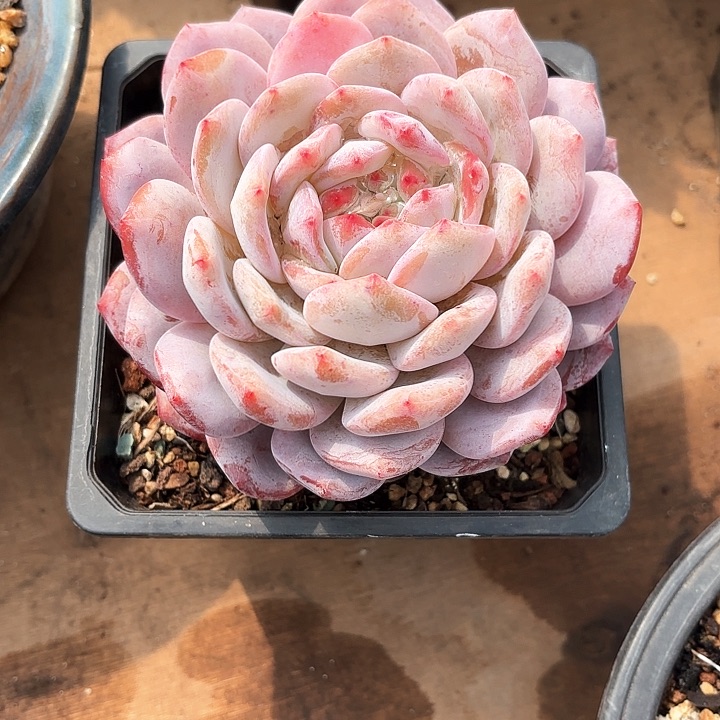 多肉植物，星影一颗