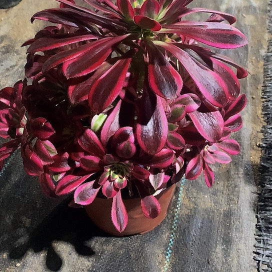 2672冰淇淋多肉法师锦