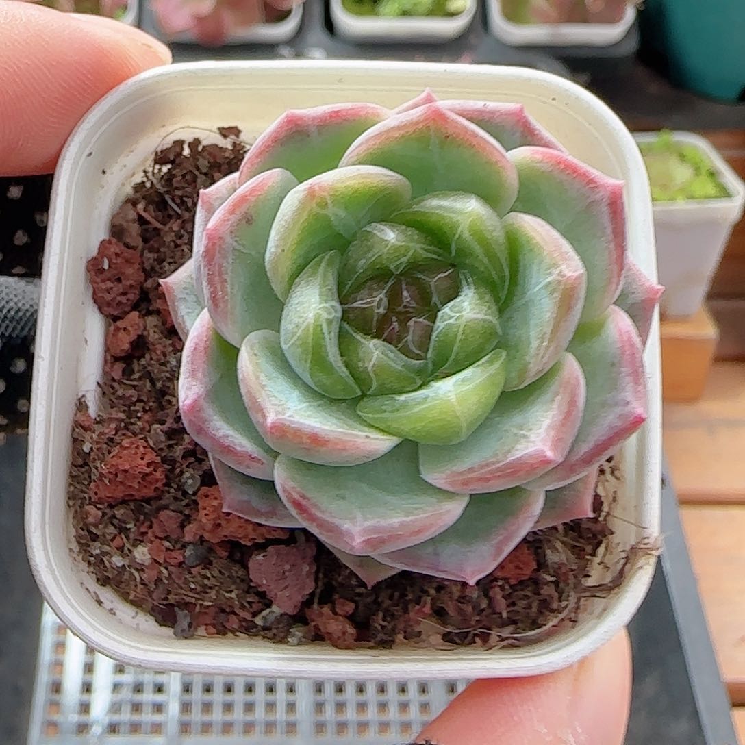 多肉0708-43无尽灯