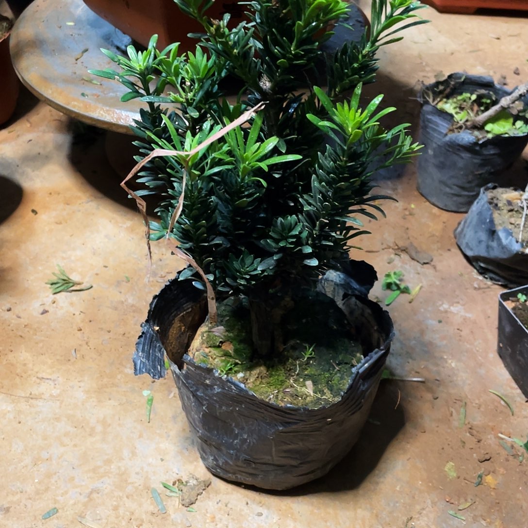 失***角无花朵罗汉松盆景罗汉松