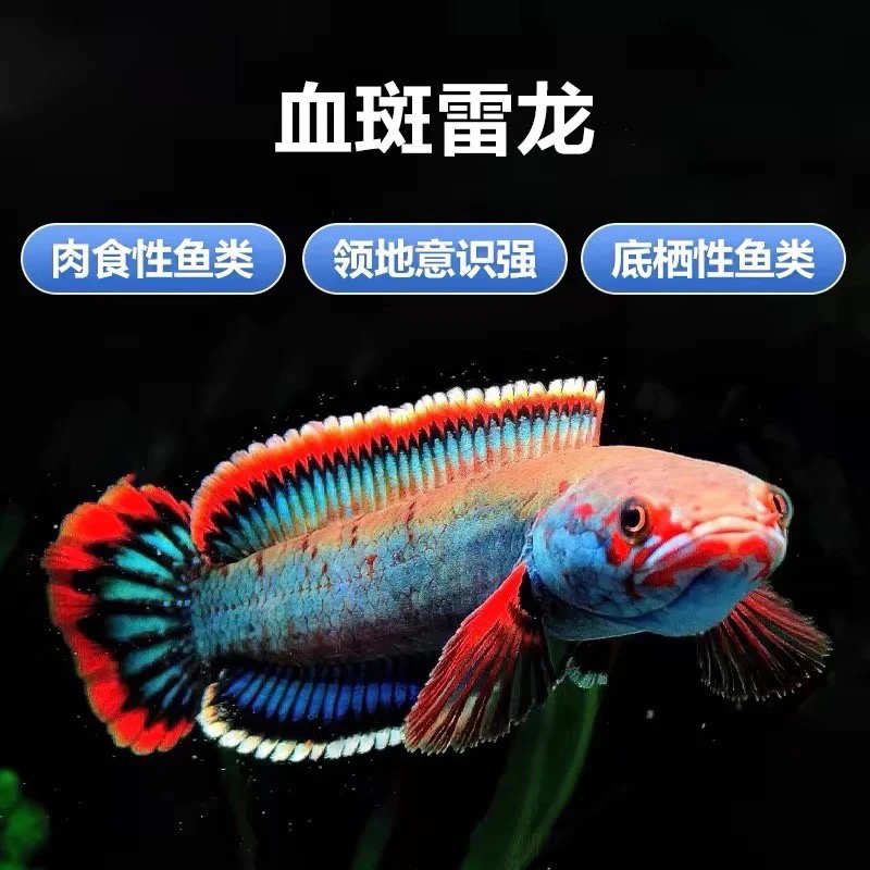 冰火血斑幻红幻蓝黄金眼镜蛇鬼王钴蓝金尘狂暴七彩巧克力奶茶雷龙