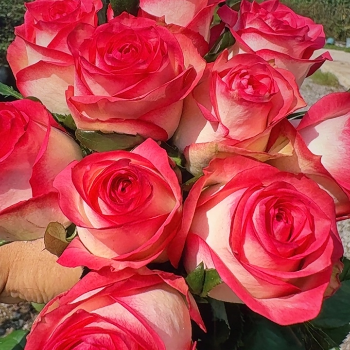 无花朵无双扦插小苗