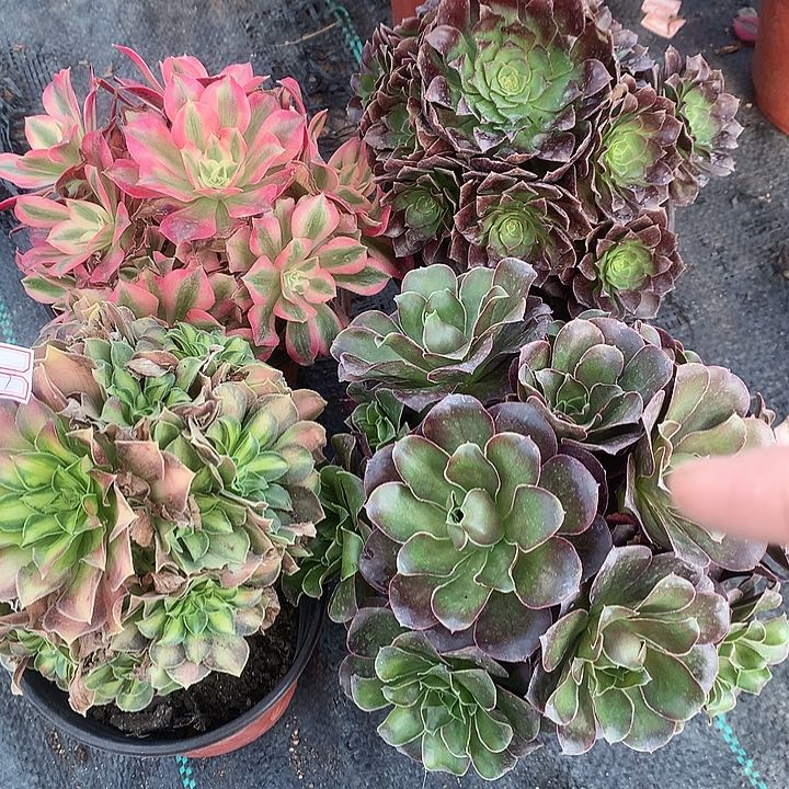 837四颗多肉植物