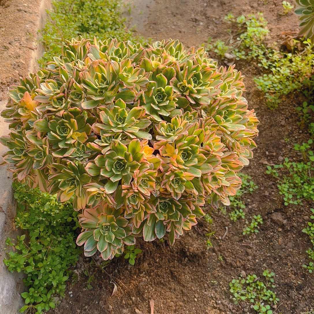 甜茶老庄多肉植物