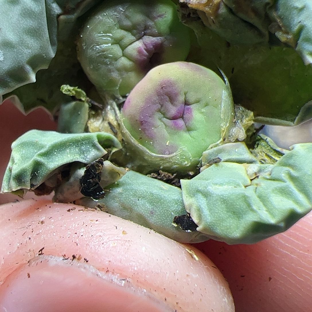 【闪购商品】153 缀化红嘴