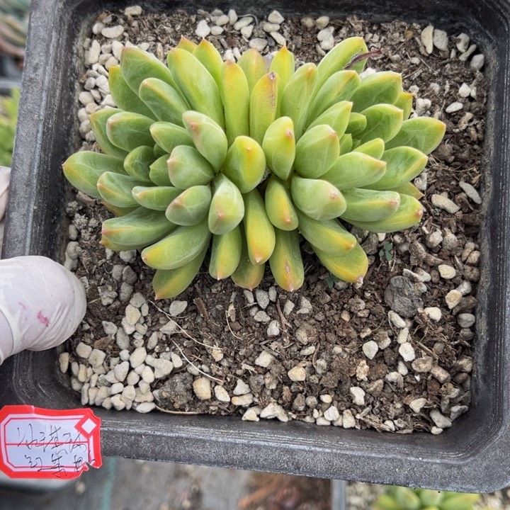 冰****?陨石小双头一颗