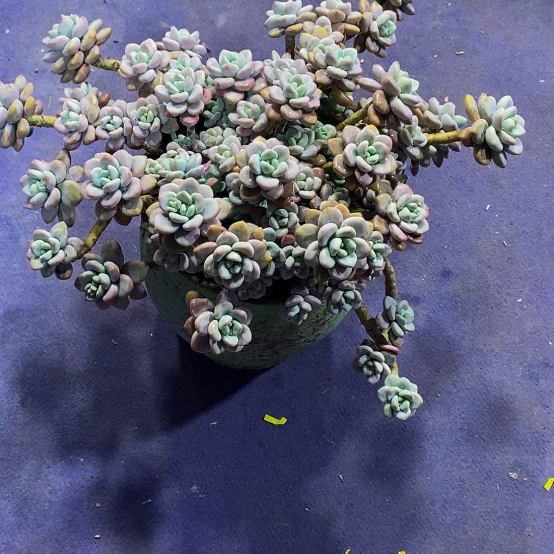 来咯来咯哦模棱两可