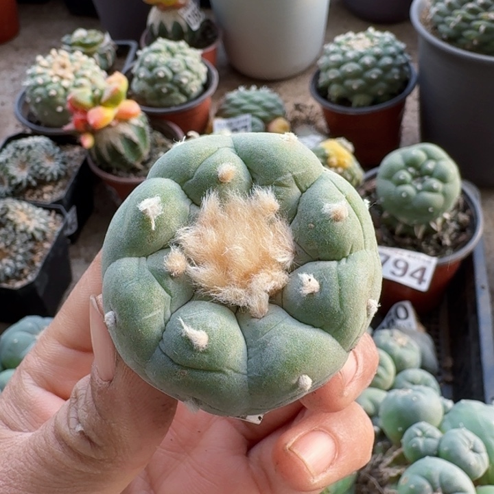 122实生超白肌大尤仙