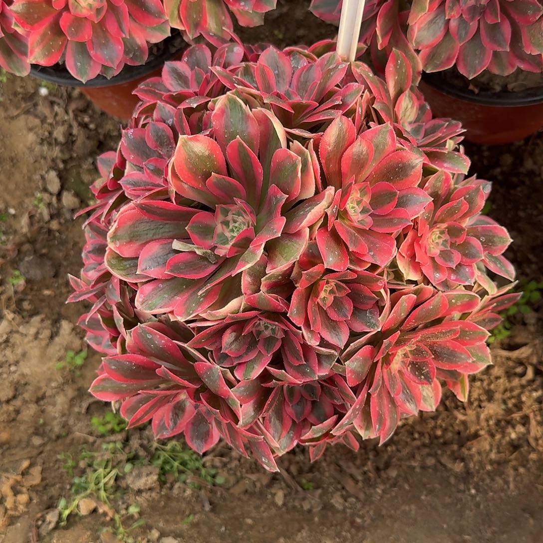 4-161女妖多肉法师