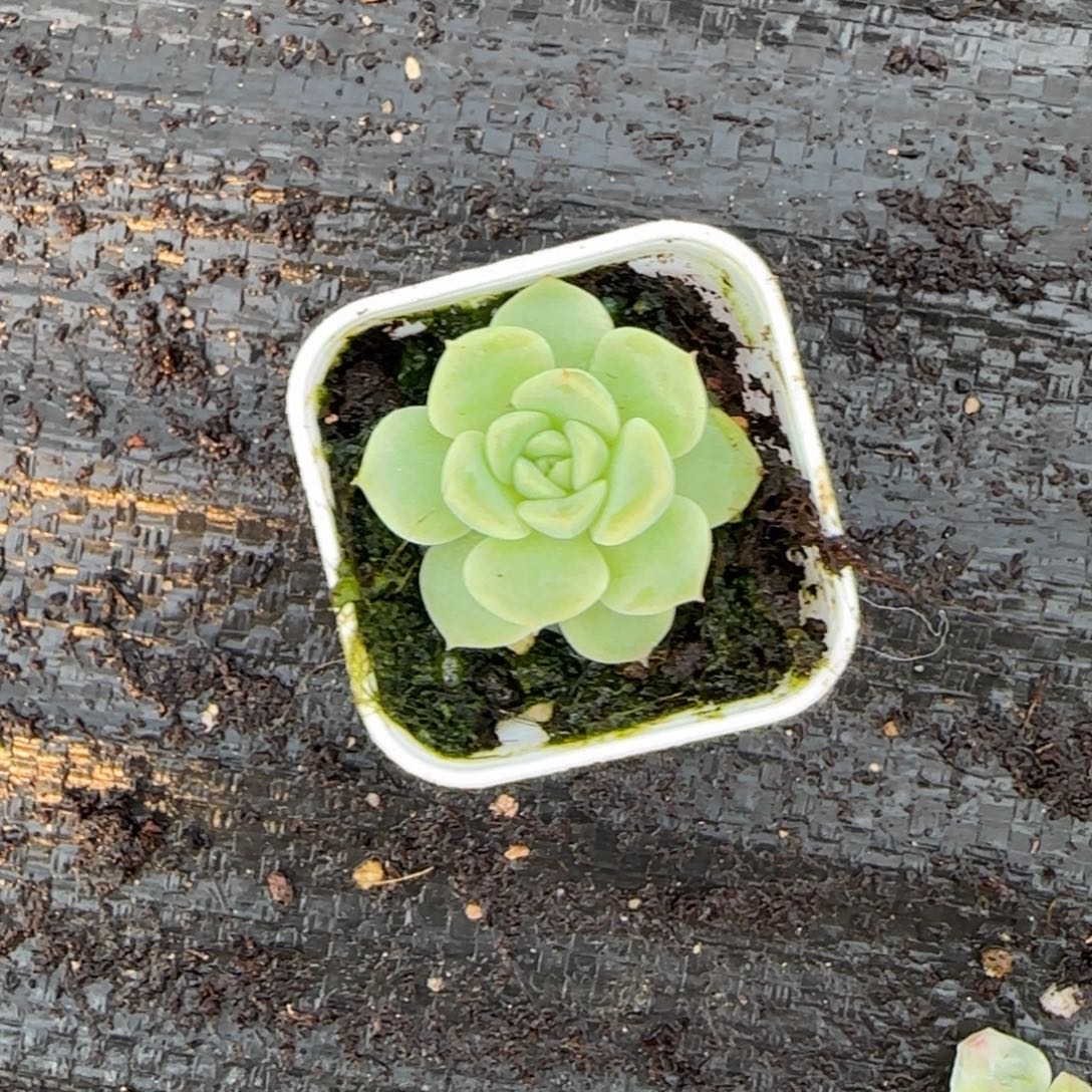 M***u杏桃盆一个满25包邮