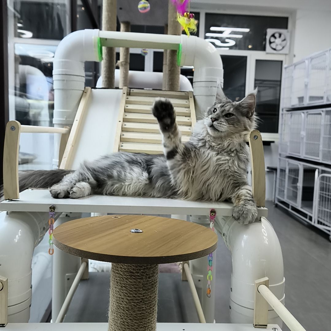 缅因猫6.5个月，高银虎斑弟弟