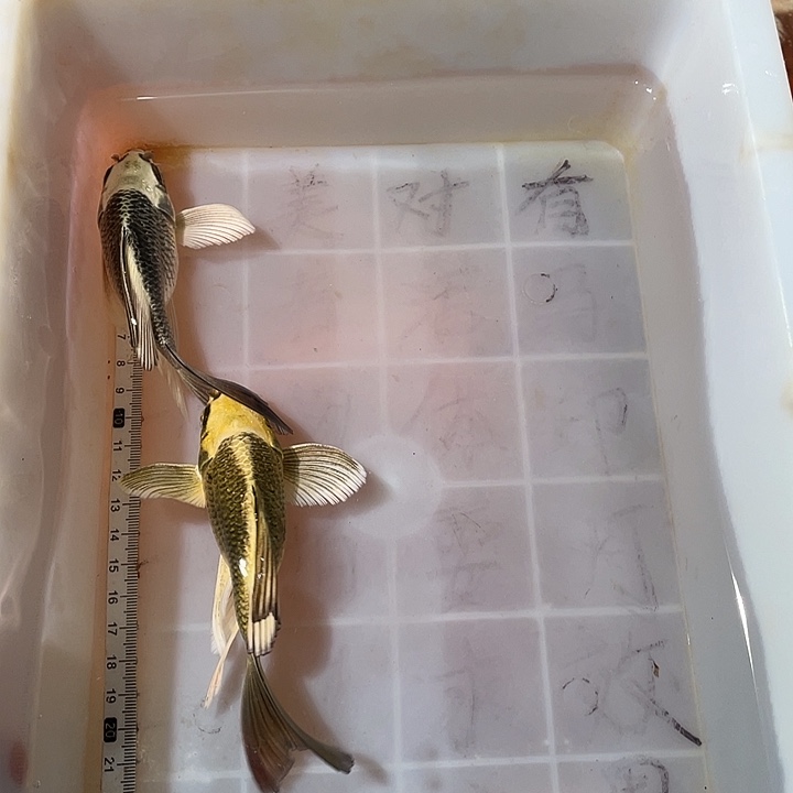 蝴蝶鲤鱼渔场直发64