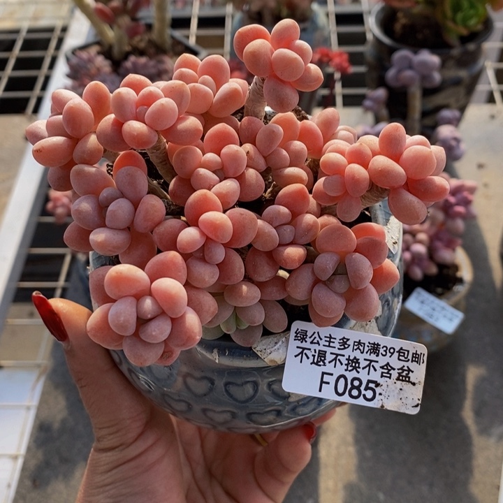 鱼子酱085/10cm的肉