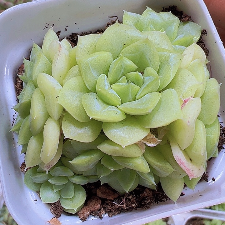 白天鹅群19包邮多肉植物