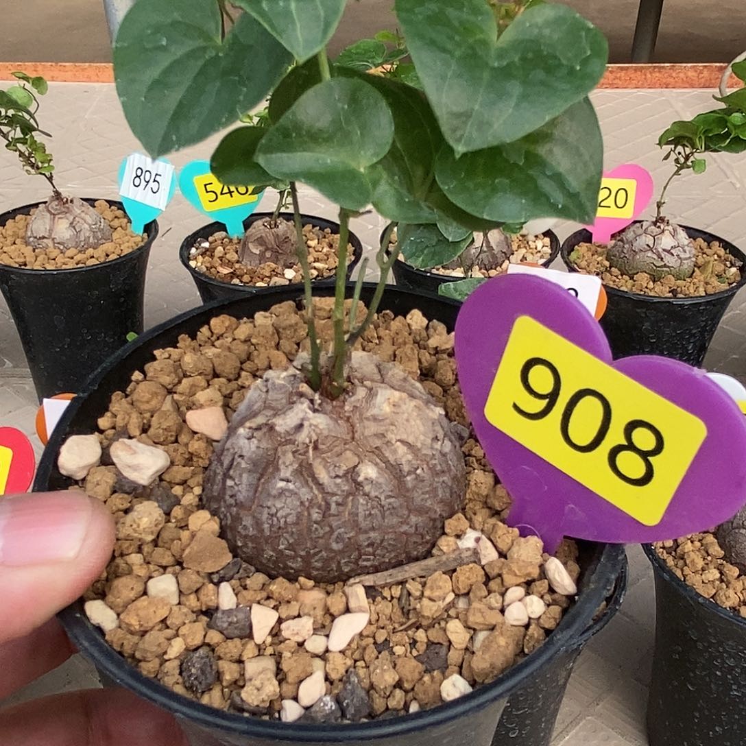 南非龟甲龙龟甲龙