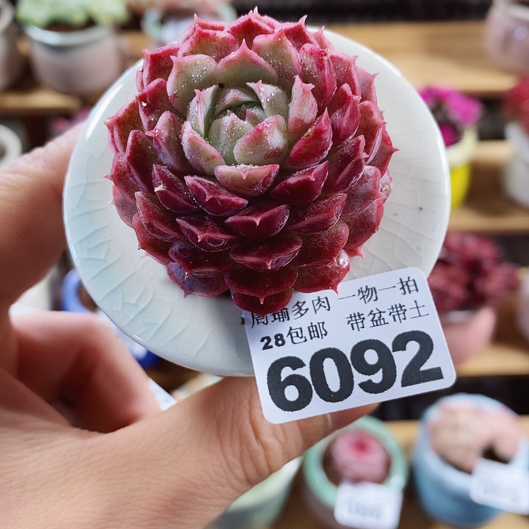 精控多肉植物6092