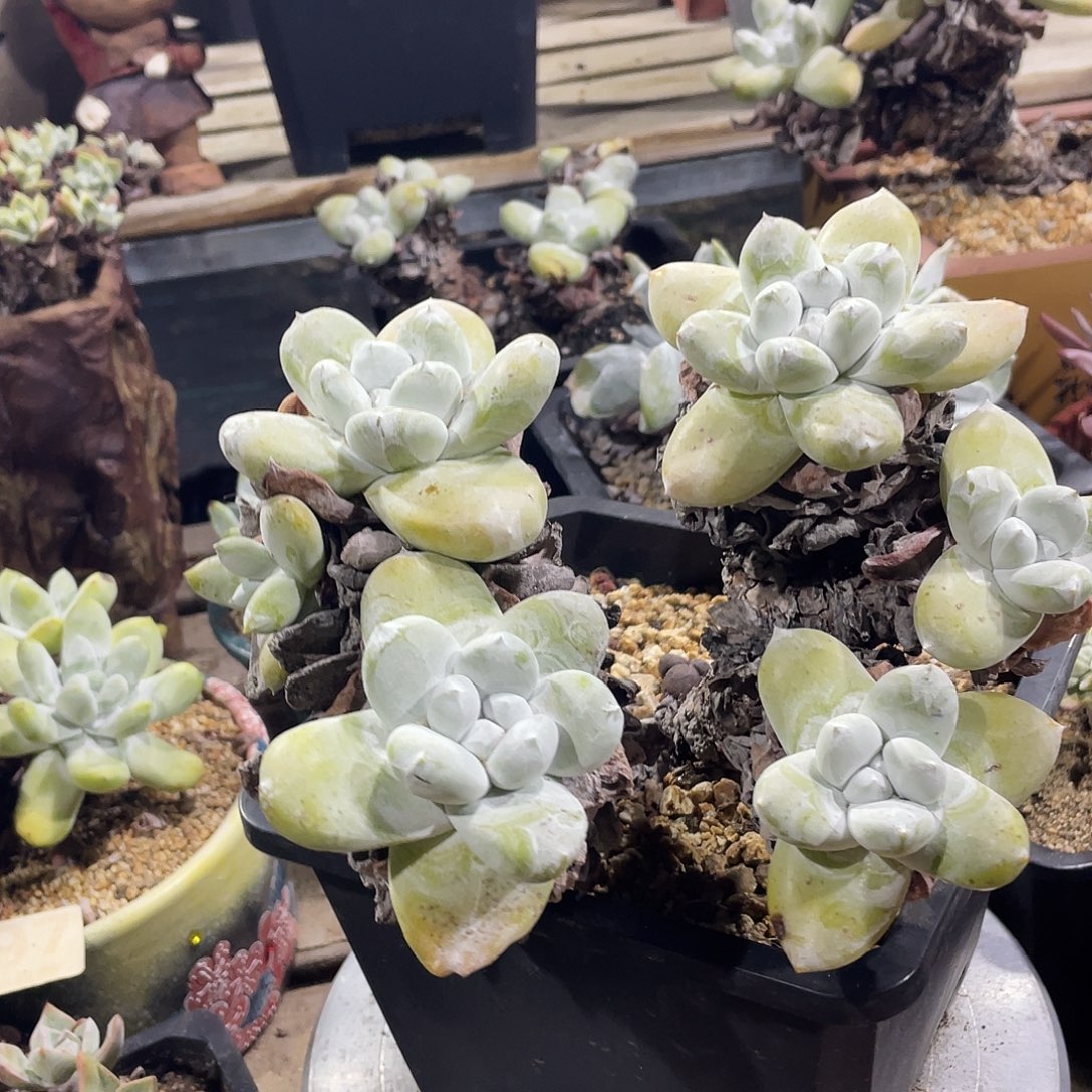 野生拇指帕奇飞图仙女杯