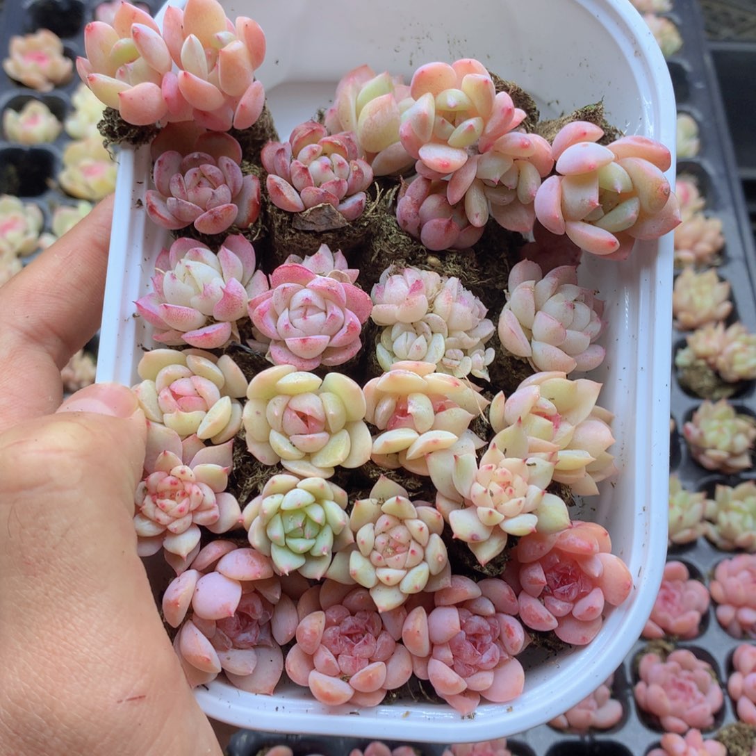 反反复复还是很开心的001