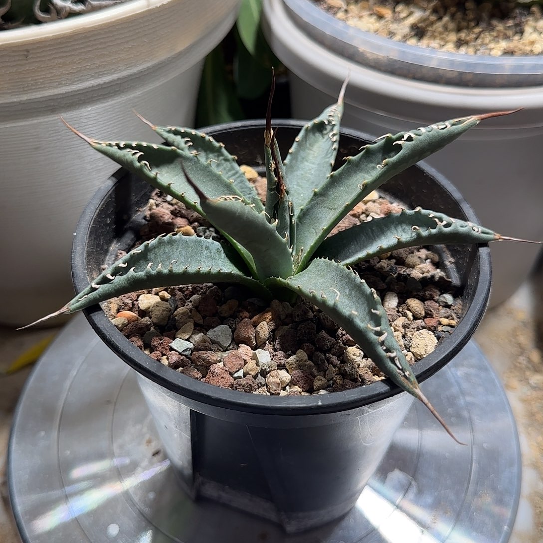 妖炎2号11111111111