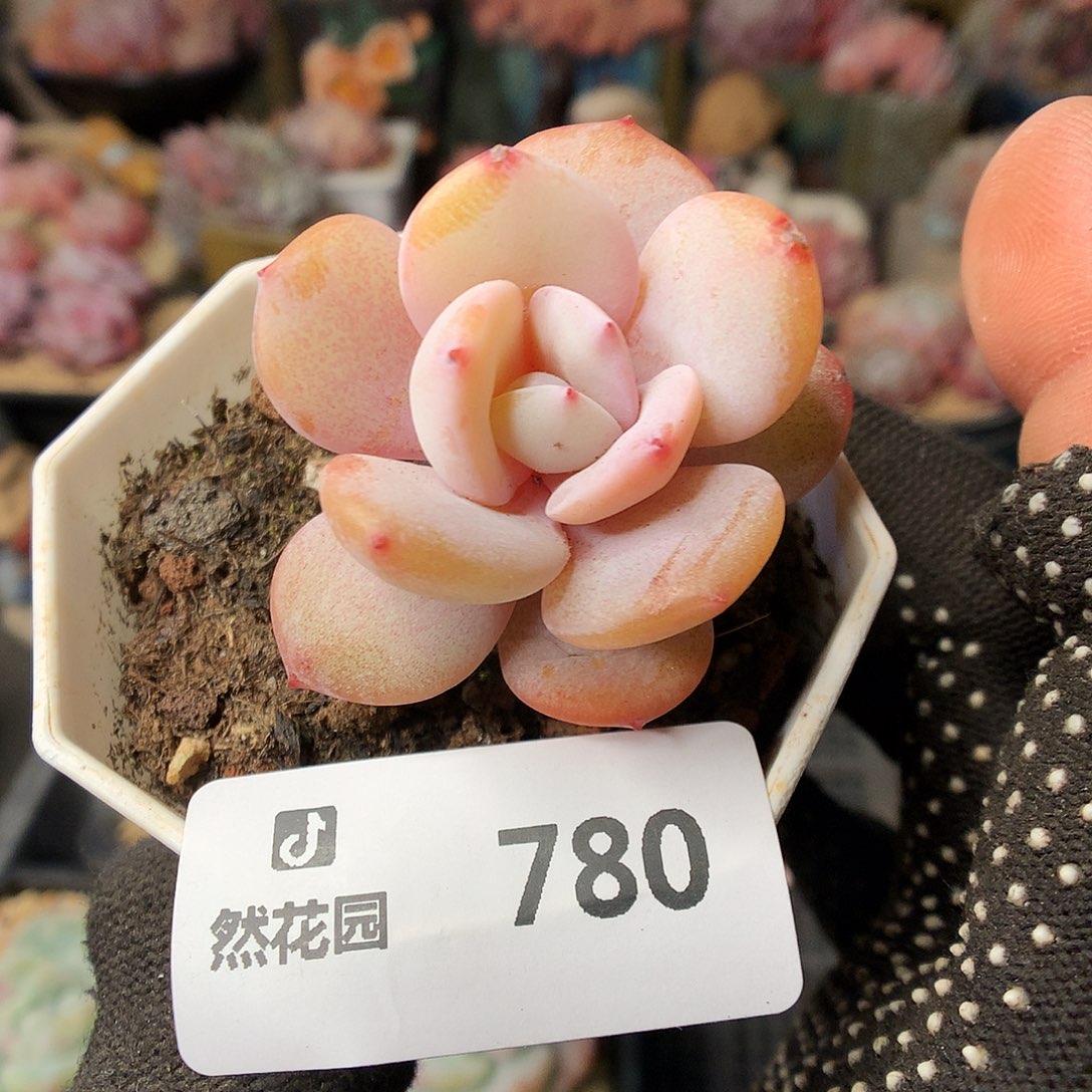 780奶茶多肉植物666