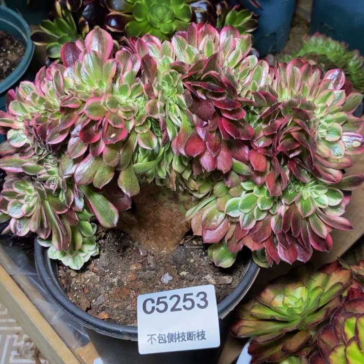 【闪购商品】5253万白多肉