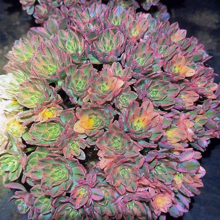 精品甜茶锦老桩亏本福利