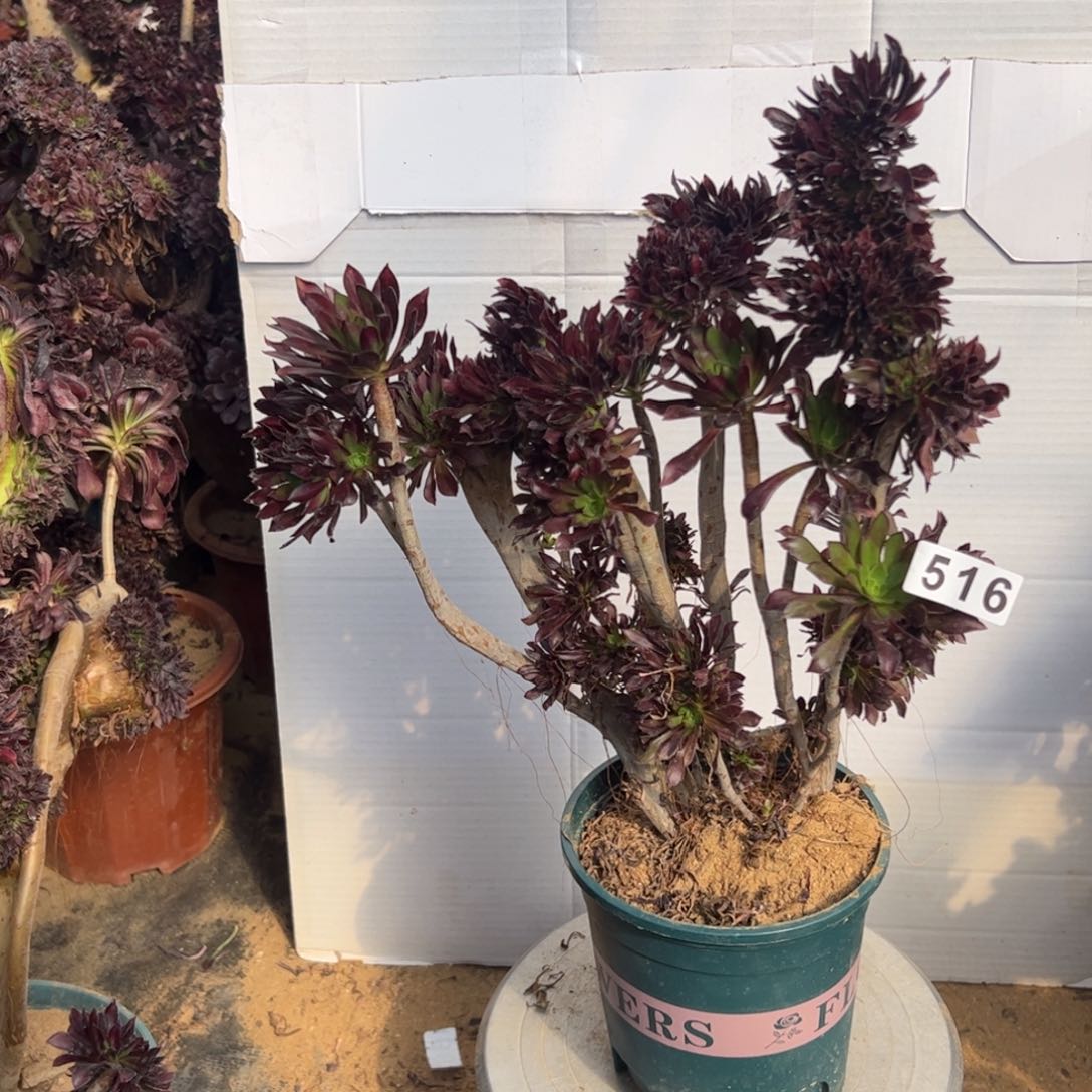 有伤黑缀516高34