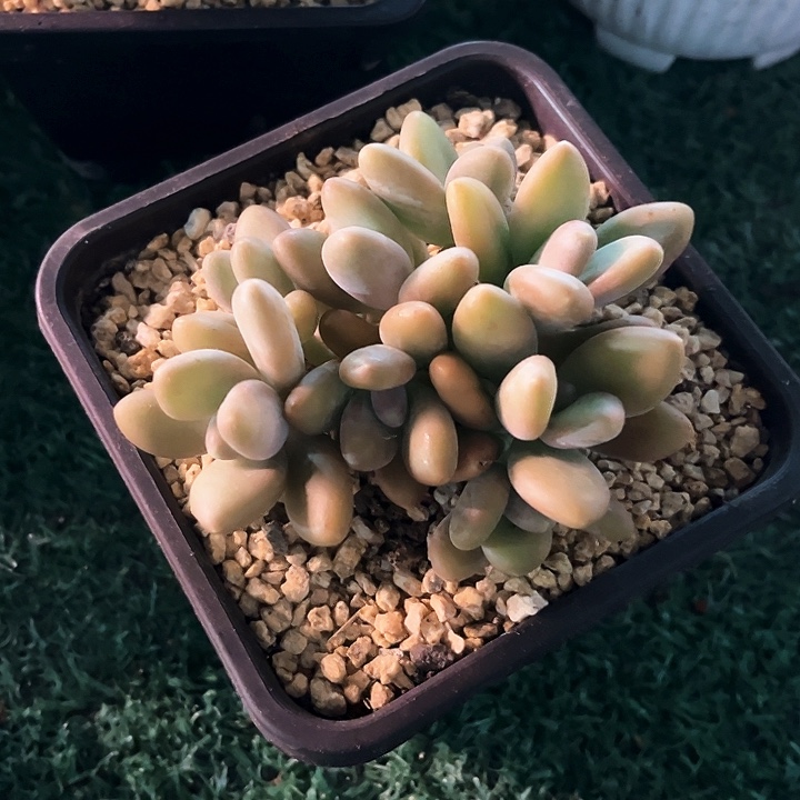 Kk美人13号码牌子的话说