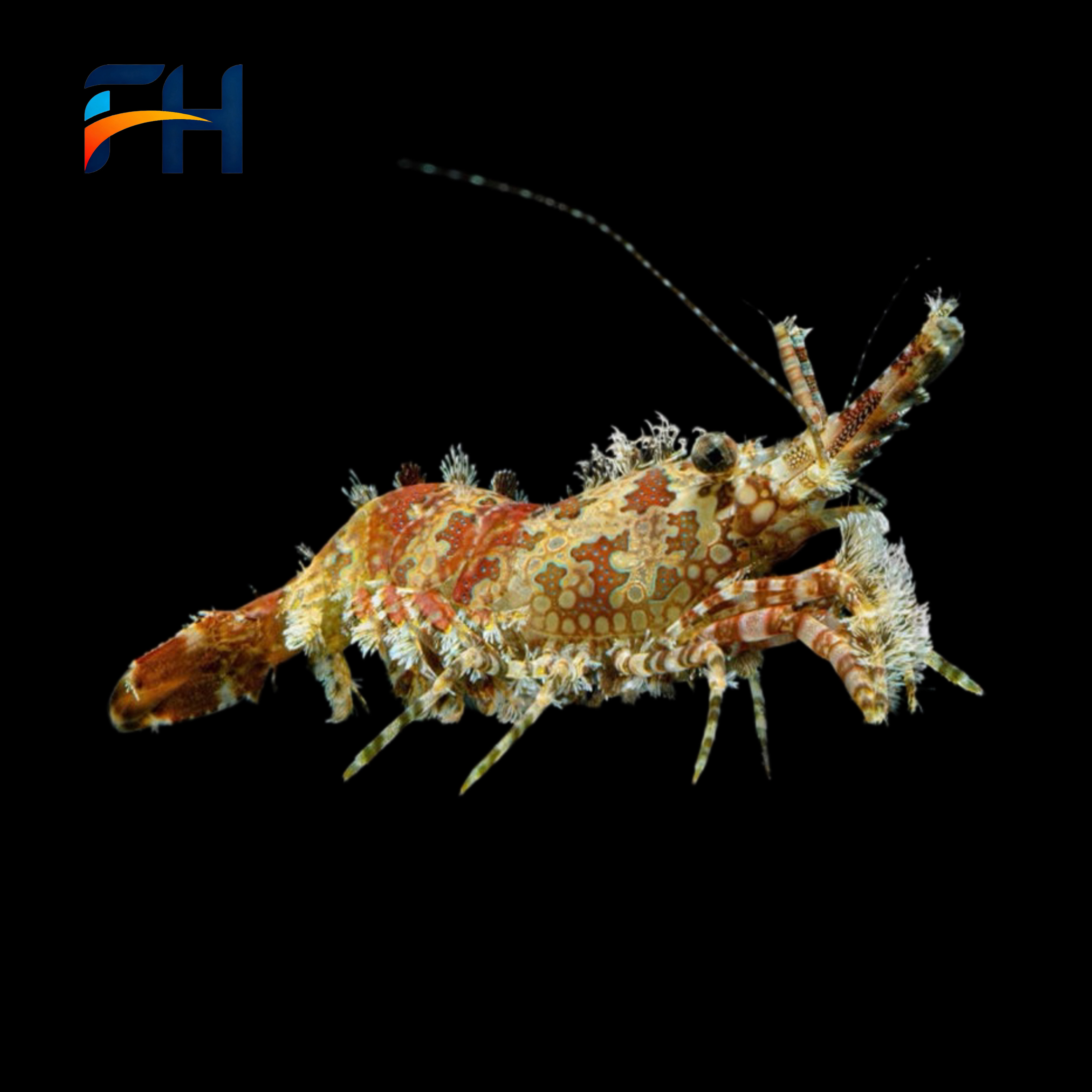 假绵羊虾小丑虾彩色海水鱼缸除藻工具虾海缸生物海水观赏虾