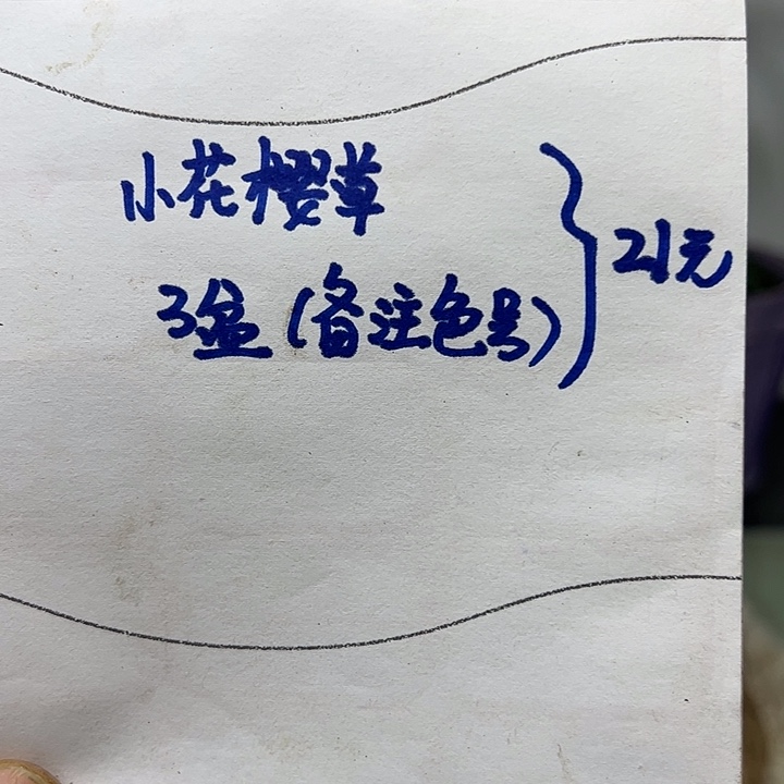 完全开放小花樱草3盆