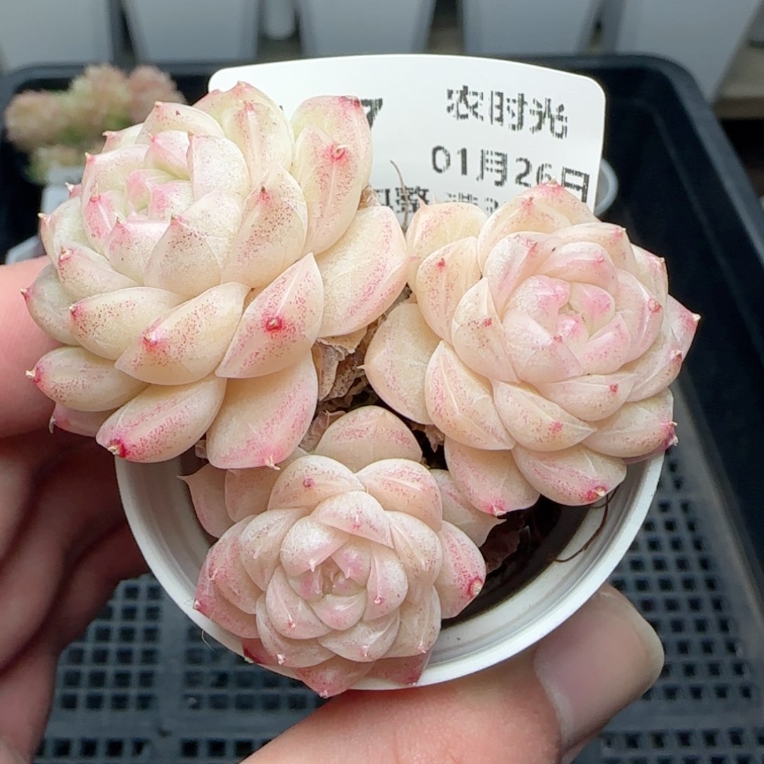 0126-187花朵麦秆