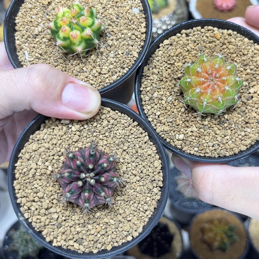 开播福利价轮回+花田+海神