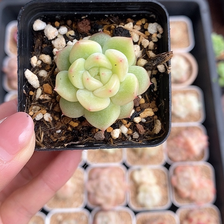 响当当了的人儿啊笑吐