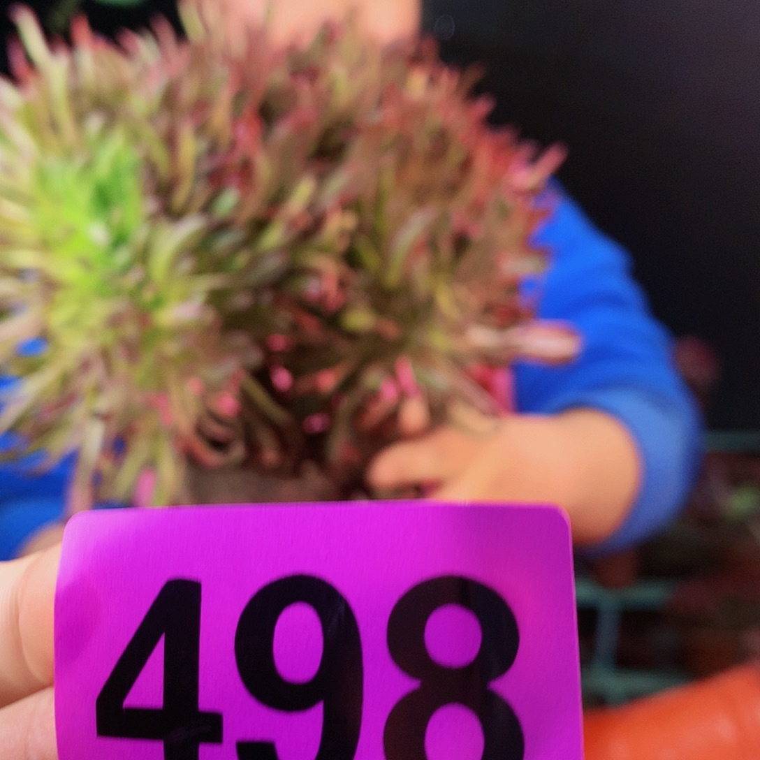 sssssssssssssssssssss498