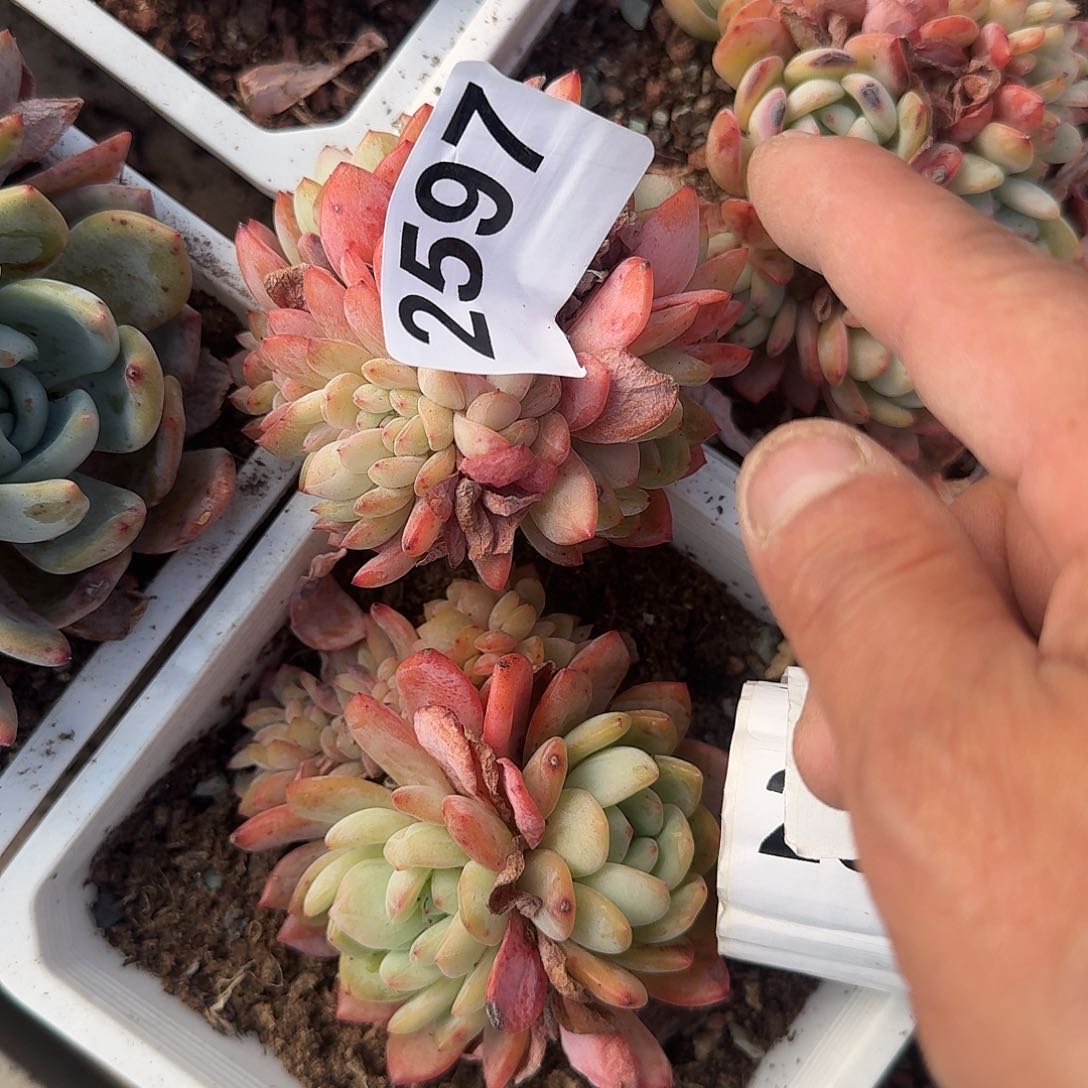 山*1949494984884848444