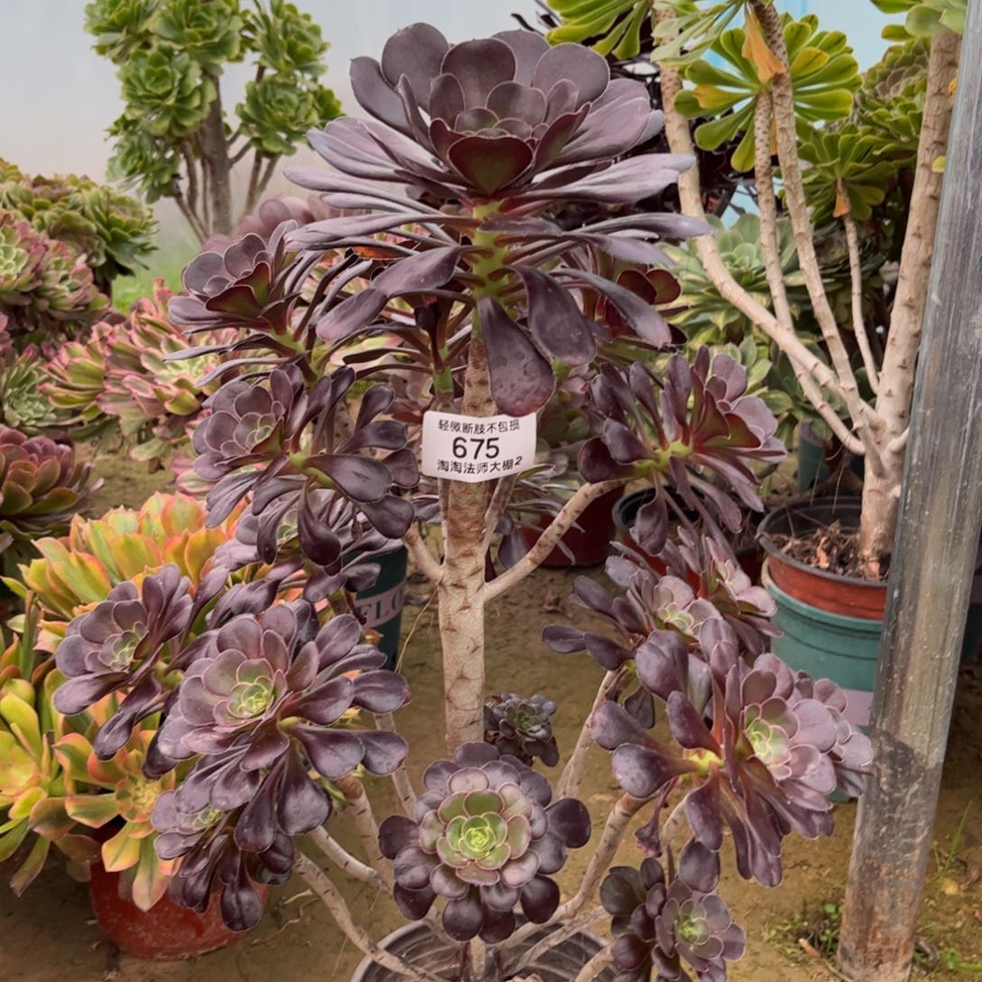 675园叶黑法师多肉