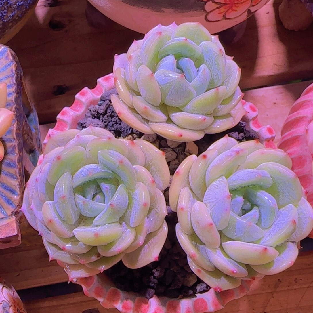 V**i多肉植物多肉植物