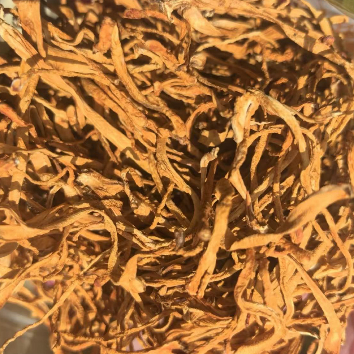 虫草花 集市现收