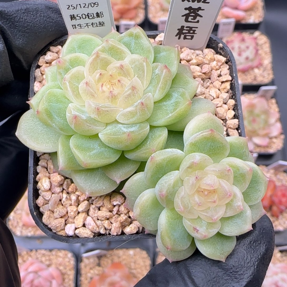 030   苍梧   5厘米盆